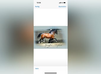 Welsh A (Mountain Pony), Mare, 15 years, 11,2 hh, Brown