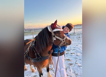 Welsh A (Mountain Pony), Mare, 15 years, 11,2 hh, Brown