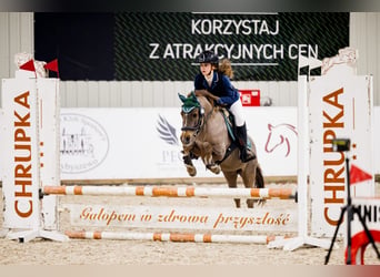 Welsh A (Mountain Pony), Mare, 15 years, 12 hh, Chestnut