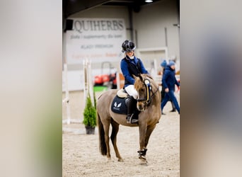 Welsh A (Mountain Pony), Mare, 15 years, 12 hh, Chestnut
