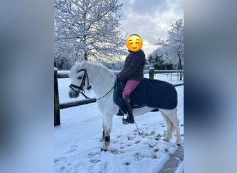 Welsh A (Mountain Pony), Mare, 16 years, 11.1 hh, Grey