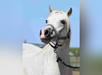 Welsh A (Mountain Pony), Mare, 16 years, 11,1 hh, Gray-Red-Tan