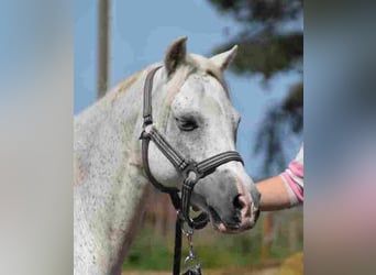 Welsh A (Mountain Pony), Mare, 16 years, 11,1 hh, Gray-Red-Tan