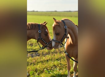 Welsh A (Mountain Pony) Mix, Mare, 16 years, 11,1 hh, Sorrel