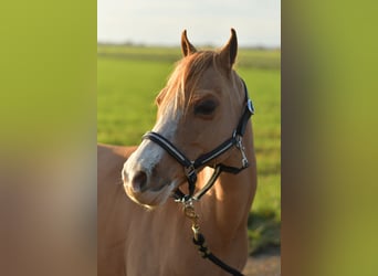 Welsh A (Mountain Pony) Mix, Mare, 16 years, 11,1 hh, Sorrel