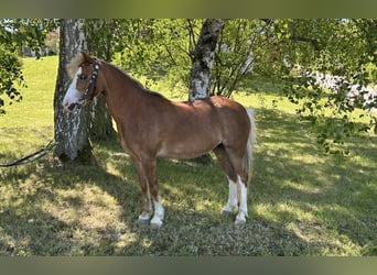 Welsh A (Mountain Pony), Mare, 17 years, 11,2 hh, Chestnut-Red