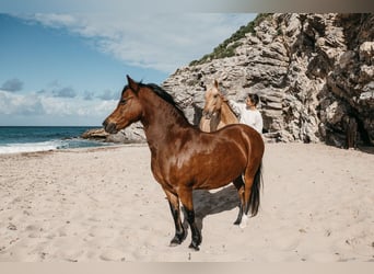 Welsh A (Mountain Pony), Mare, 17 years, 12.1 hh, Brown