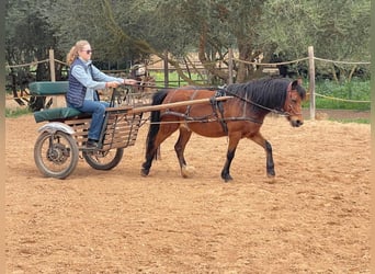 Welsh A (Mountain Pony), Mare, 17 years, 12.1 hh, Brown