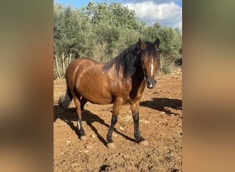 Welsh A (Mountain Pony), Mare, 17 years, 12.1 hh, Brown