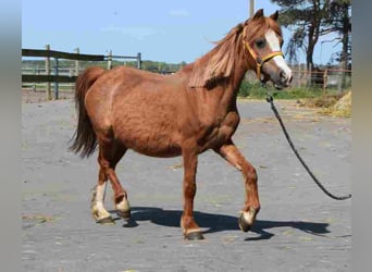 Welsh A (Mountain Pony), Mare, 18 years, 11,1 hh, Chestnut