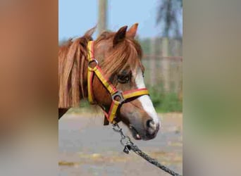 Welsh A (Mountain Pony), Mare, 18 years, 11,1 hh, Chestnut