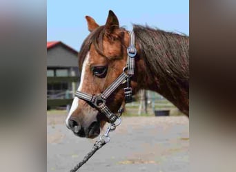 Welsh A (Mountain Pony), Mare, 18 years, 11,1 hh, Chestnut-Red