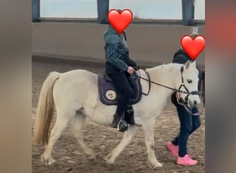 Welsh A (Mountain Pony), Mare, 18 years, 11,3 hh, Grey