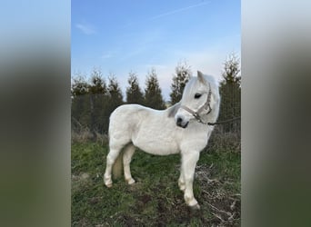 Welsh A (Mountain Pony), Mare, 18 years, 12 hh, Grey-Dapple