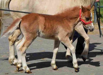 Welsh A (Mountain Pony), Mare, 19 years, 11,1 hh, Palomino