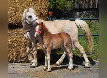 Welsh A (Mountain Pony), Mare, 19 years, 11,1 hh, Palomino