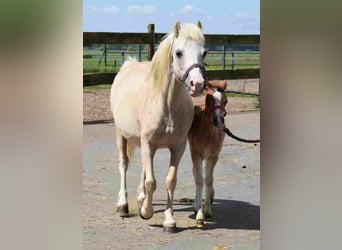Welsh A (Mountain Pony), Mare, 19 years, 11,1 hh, Palomino