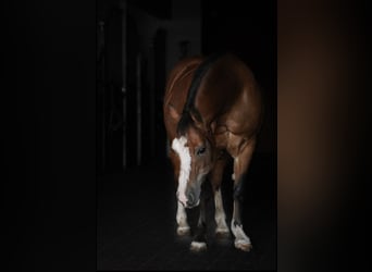 Welsh A (Mountain Pony), Mare, 19 years, 11,2 hh, Brown