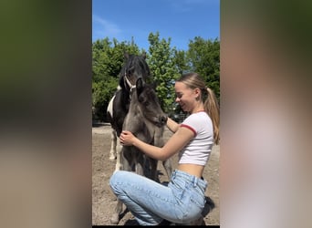 Welsh A (Mountain Pony), Mare, 1 year, 10.1 hh, Bay-Dark