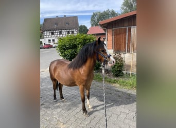 Welsh A (Mountain Pony), Mare, 1 year, 10.2 hh, Brown