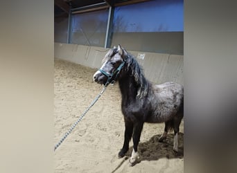 Welsh A (Mountain Pony), Mare, 1 year, 11.2 hh, Grey