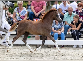 Welsh A (Mountain Pony), Mare, 1 year, 11.2 hh, Grey