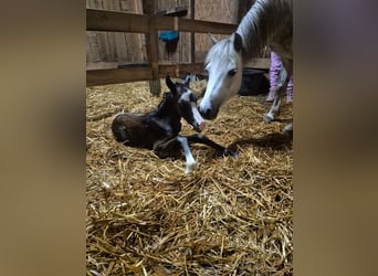 Welsh A (Mountain Pony), Mare, 1 year, 11.2 hh