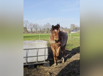 Welsh A (Mountain Pony), Mare, 1 year, 11.2 hh, Roan-Bay