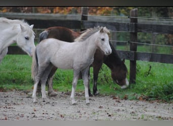 Welsh A (Mountain Pony), Mare, 1 year, 11,2 hh, Gray