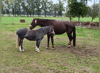 Welsh A (Mountain Pony), Mare, 1 year, 11,2 hh, Grey