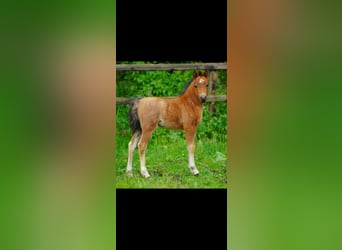 Welsh A (Mountain Pony), Mare, 1 year, 11,2 hh, Roan-Bay