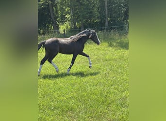 Welsh A (Mountain Pony), Mare, 1 year, Black