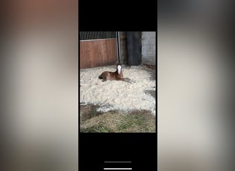 Welsh A (Mountain Pony), Mare, 1 year, Brown