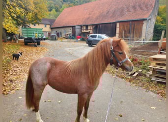 Welsh A (Mountain Pony), Mare, 1 year, Roan-Red