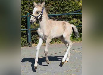 Welsh A (Mountain Pony), Mare, 20 years, 11,1 hh, Buckskin
