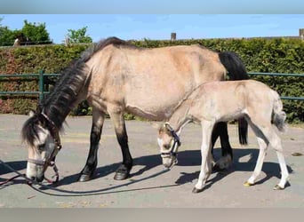 Welsh A (Mountain Pony), Mare, 20 years, 11,1 hh, Buckskin