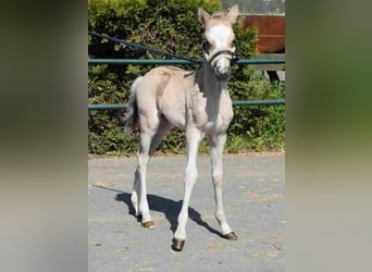 Welsh A (Mountain Pony), Mare, 20 years, 11,1 hh, Buckskin