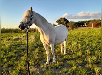 Welsh A (Mountain Pony), Mare, 20 years, 11,1 hh, Palomino