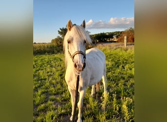 Welsh A (Mountain Pony), Mare, 20 years, 11,1 hh, Palomino