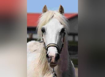Welsh A (Mountain Pony), Mare, 20 years, 11,1 hh, Palomino