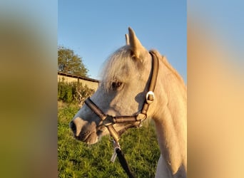 Welsh A (Mountain Pony), Mare, 20 years, 11,1 hh, Palomino