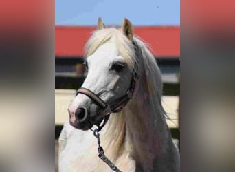 Welsh A (Mountain Pony), Mare, 20 years, 11,1 hh, Palomino