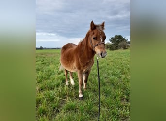 Welsh A (Mountain Pony), Mare, 22 years, 10,3 hh, Chestnut-Red