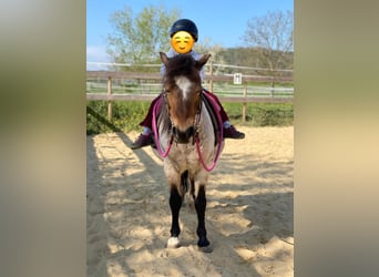 Welsh A (Mountain Pony), Mare, 22 years, 11 hh, Roan-Bay