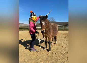 Welsh A (Mountain Pony), Mare, 22 years, 11 hh, Roan-Bay