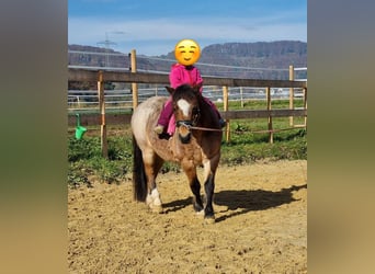 Welsh A (Mountain Pony), Mare, 22 years, 11 hh, Roan-Bay
