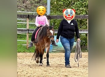 Welsh A (Mountain Pony), Mare, 22 years, 11 hh, Roan-Bay