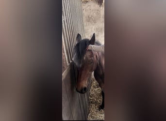Welsh A (Mountain Pony), Mare, 22 years, 11,2 hh, Brown