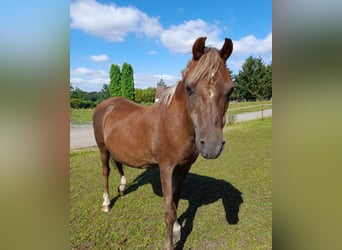 Welsh A (Mountain Pony), Mare, 23 years, 10.3 hh, Chestnut-Red
