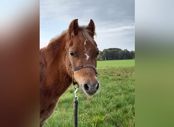 Welsh A (Mountain Pony), Mare, 23 years, 10.3 hh, Chestnut-Red